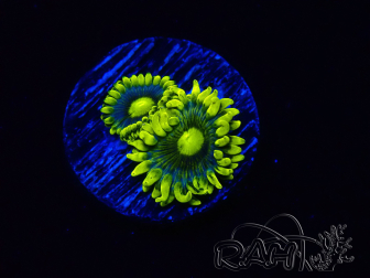 WYSIWYG - Zoanthus Corona 2I8