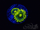 WYSIWYG - Zoanthus Corona 2I8