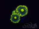 WYSIWYG - Zoanthus Corona 2I11