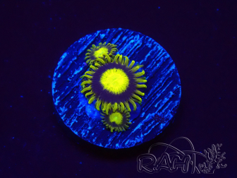 WYSIWYG - Zoanthus King Midas 2K11