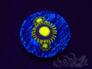 WYSIWYG - Zoanthus King Midas 2K11
