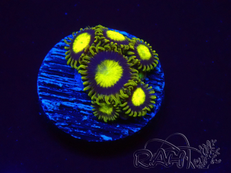 WYSIWYG - Zoanthus King Midas 2K13