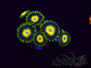 WYSIWYG - Zoanthus Scrambled Eggs 2L12