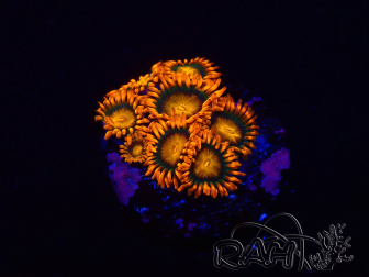 WYSIWYG - Zoanthus Orange Oxyde 2N1