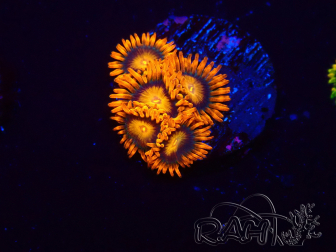 WYSIWYG - Zoanthus Orange Oxyde 2N2