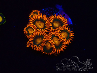 WYSIWYG - Zoanthus Orange Oxyde 2N7