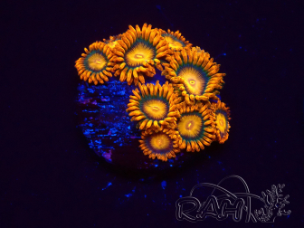 WYSIWYG - Zoanthus Orange Oxyde 2N8