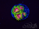 WYSIWYG - Zoanthus Fake Lime Chili 2M18