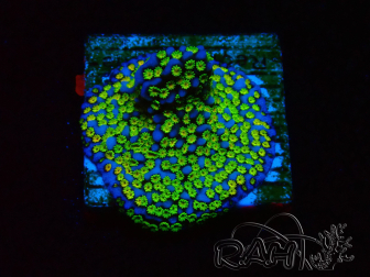 WYSIWYG Montipora tuberculosa Ultraman 11B2