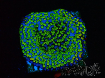 WYSIWYG Montipora tuberculosa ultraman 11B3