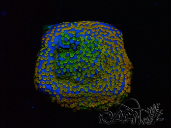 WYSIWYG Montipora Rainbow 11C1