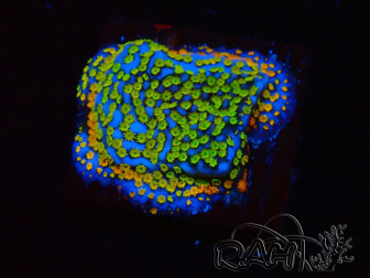 WYSIWYG Montipora Rainbow 11C3