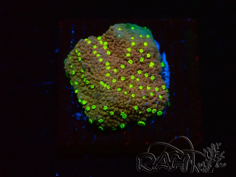 WYSIWYG Montipora Habanero 11C8