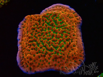 WYSIWYG RAH Montipora Phoenix evolution 11D8