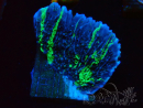 WYSIWYG Montipora Crazy T 11E2