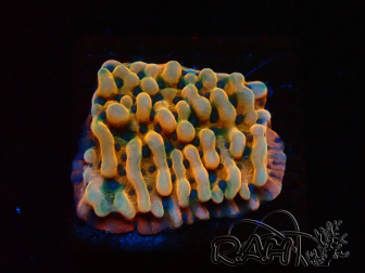 WYSIWYG JF Montipora Brain Freeze 11G2