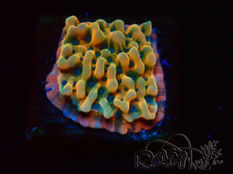 WYSIWYG JF Montipora Brain Freeze 11G3