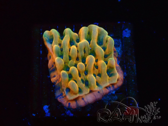 WYSIWYG JF Montipora Brain Freeze 11G4