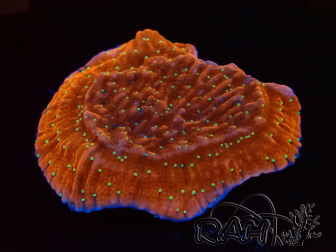 WYSIWYG SK Snow Montipora plateau 11H4