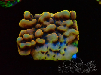 WYSIWYG Montipora Kung Pao 11H8