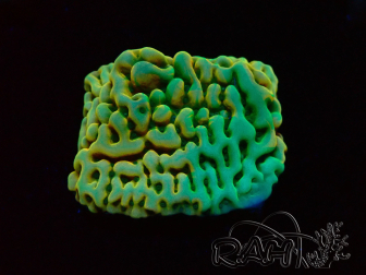 WYSIWYG JF Beach Bum Montipora 11I5