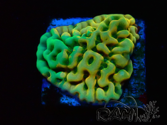 WYSIWYG JF Beach Bum Montipora 11I2