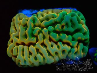 WYSIWYG JF Beach Bum Montipora 11I7