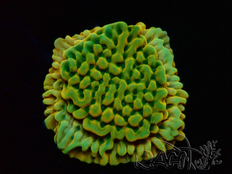 WYSIWYG JF Beach Bum Montipora 11I7