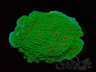 WYSIWYG Montipora Season Greetings 11J1