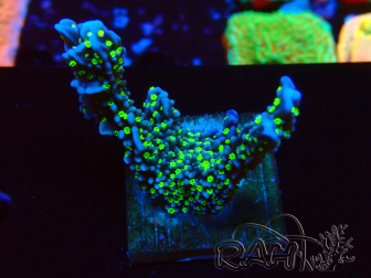WYSIWYG Montipora hispida Hulk 11K1