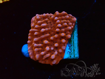 WYSIWYG RAH Montipora Princess Peach 11M1