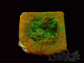 WYSIWYG RAH Montipora Acid Orange 11M5
