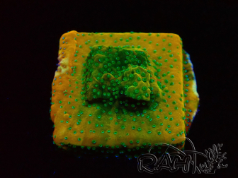 WYSIWYG RAH Montipora Acid Orange 11M6