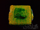 WYSIWYG RAH Montipora Acid Orange 11M6