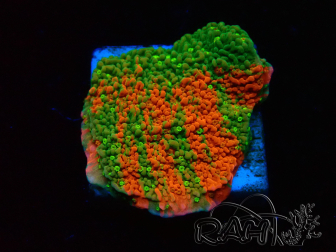 WYSIWYG WWC Sunfire GRAFTED Montipora plateau 11N1