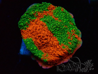 WYSIWYG WWC Sunfire GRAFTED Montipora plateau 11N2
