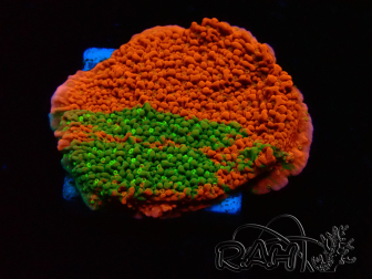 WYSIWYG WWC Sunfire GRAFTED Montipora plateau 11N3