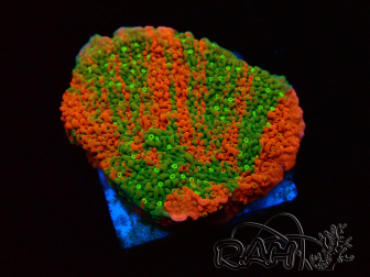 WYSIWYG WWC Sunfire GRAFTED Montipora plateau 11N4