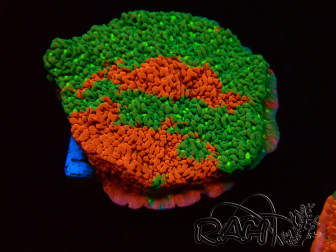 WYSIWYG WWC Sunfire GRAFTED Montipora plateau 11N5