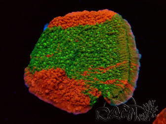 WYSIWYG WWC Sunfire GRAFTED Montipora plateau 11N6