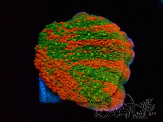 WYSIWYG WWC Sunfire GRAFTED Montipora plateau 11N7