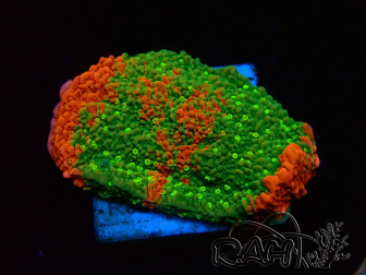 WYSIWYG WWC Sunfire GRAFTED Montipora plateau 11N8