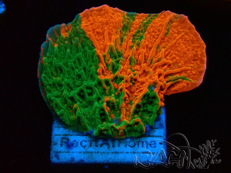 WYSIWYG Montipora Platte GRAFTED ULTRA 11O1