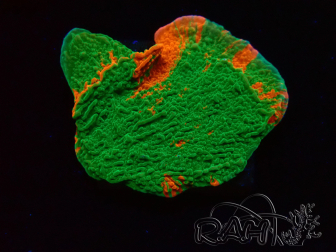 WYSIWYG Montipora plateau GRAFTED ULTRA 11O4