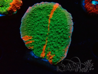WYSIWYG Montipora plateau GRAFTED ULTRA 11O5