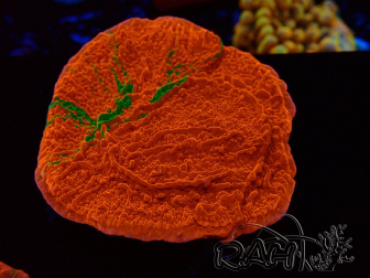 WYSIWYG Montipora plateau GRAFTED ULTRA 11O6