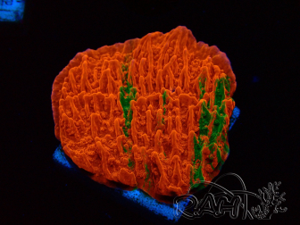 WYSIWYG Montipora plateau GRAFTED ULTRA 11O7