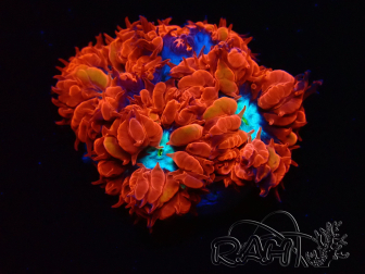 WYSIWYG - RAH Blastomussa merleti Fire and Ice 1