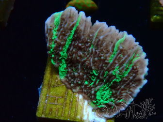 WYSIWYG Montipora Crazy T 11E2