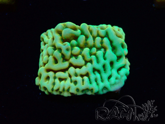 WYSIWYG JF Beach Bum Montipora 11I1
